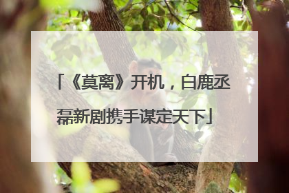 《莫离》开机，白鹿丞磊新剧携手谋定天下