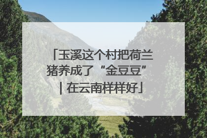玉溪这个村把荷兰猪养成了“金豆豆”｜在云南样样好