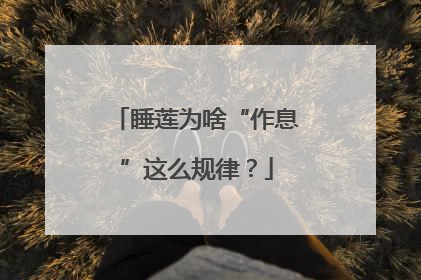 睡莲为啥“作息”这么规律？