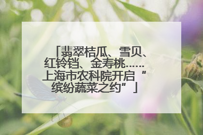 翡翠桔瓜、雪贝、红铃铛、金寿桃……上海市农科院开启“缤纷蔬菜之约”