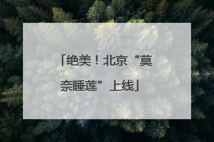 绝美！北京“莫奈睡莲”上线