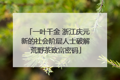一叶千金 浙江庆元新的社会阶层人士破解荒野茶致富密码