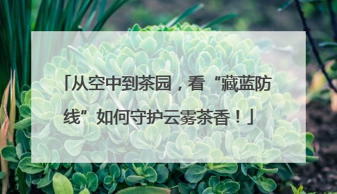 从空中到茶园，看“藏蓝防线”如何守护云雾茶香！