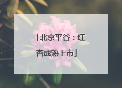 北京平谷：红杏成熟上市