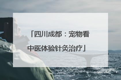 四川成都：宠物看中医体验针灸治疗