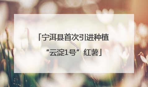 宁洱县首次引进种植“云淀1号”红薯