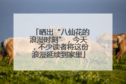 晒出“八仙花的浪漫时刻”，今天，不少读者将这份浪漫延续到家里