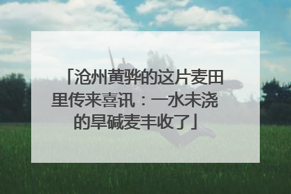 沧州黄骅的这片麦田里传来喜讯：一水未浇的旱碱麦丰收了