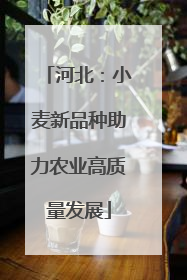河北：小麦新品种助力农业高质量发展