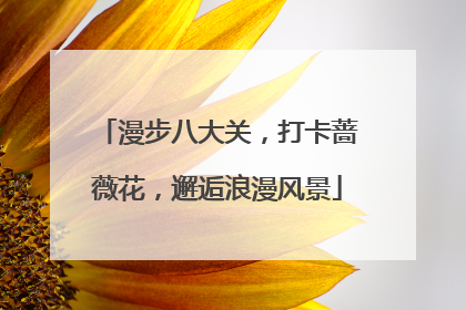 漫步八大关，打卡蔷薇花，邂逅浪漫风景