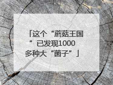 这个“蘑菇王国”已发现1000多种大“菌子”