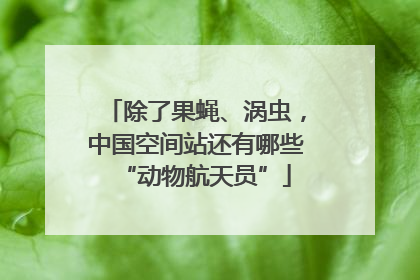 除了果蝇、涡虫，中国空间站还有哪些“动物航天员”