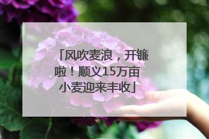 风吹麦浪，开镰啦！顺义15万亩小麦迎来丰收
