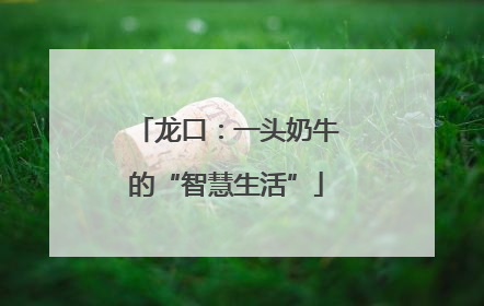 龙口：一头奶牛的“智慧生活”