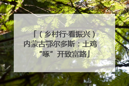 （乡村行·看振兴）内蒙古鄂尔多斯：土鸡“啄”开致富路