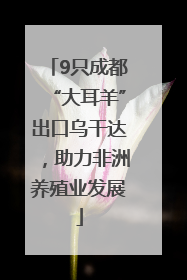 9只成都“大耳羊”出口乌干达，助力非洲养殖业发展